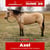 Annuncio cavallo