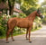 Paardadvertentie
