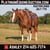 Horse ad