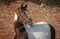 Horse ad