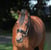 Annuncio cavallo