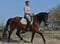 Horse ad