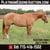 Horse ad