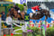 Annuncio cavallo