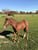 Horse ad