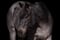 Annonce cheval