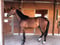 Anuncio de caballos
