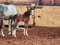 Horse ad