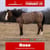 Horse ad