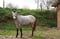 Annuncio cavallo