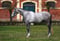 Annuncio cavallo