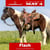 Horse ad