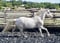 Horse ad
