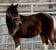 Horse ad