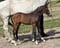 Annuncio cavallo
