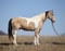 Horse ad