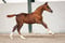 Annuncio cavallo