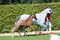 Horse ad