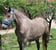 Anuncio de caballos