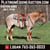Anuncio de caballos