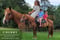 Annuncio cavallo