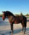 Horse ad