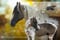 Horse ad