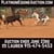 Horse ad