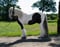 Annuncio cavallo
