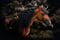 Horse ad