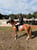 Anuncio de caballos