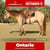 Paardadvertentie
