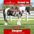 Annuncio cavallo