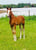Anuncio de caballos