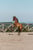 Annuncio cavallo