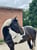 Horse ad