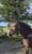 Horse ad