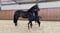 Horse ad