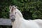 Annuncio cavallo