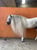 Annuncio cavallo
