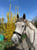 Horse ad