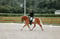 Horse ad