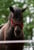 Horse ad