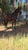 Horse ad