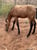 Horse ad