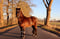 Annonce cheval