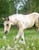Horse ad