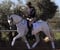Annonce cheval