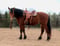 Annuncio cavallo