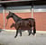 Anuncio de caballos